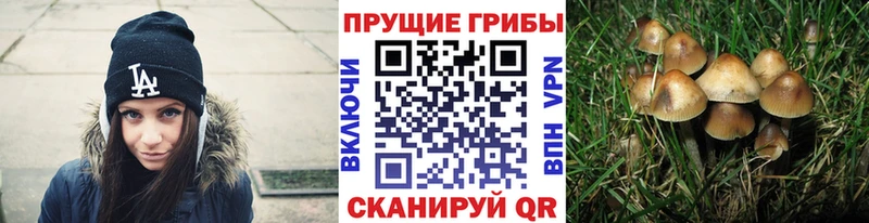 Псилоцибиновые грибы Psilocybe  Нижние Серги 